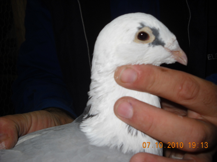 07.10.2010 femela