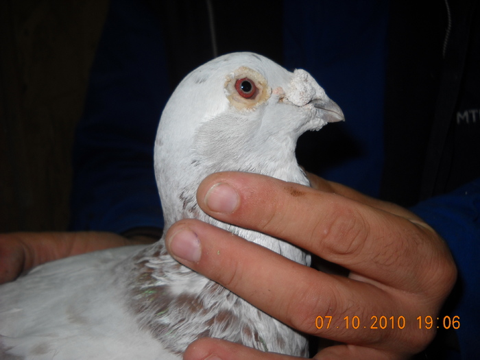 07.10.2010 mascul