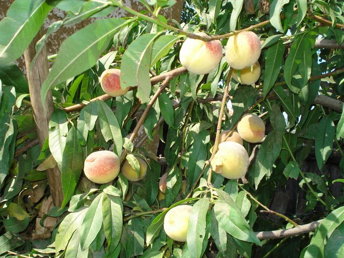 DSC00315