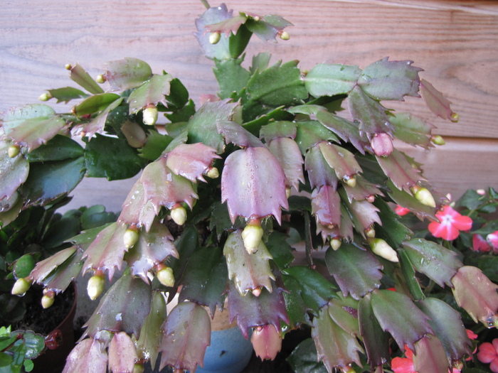 Schlumbergera 29 sept 2010