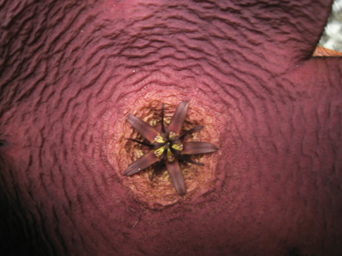 Stapelia comparabilis - centrul florii - Stapelia