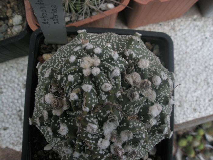 Astrophytum asterias - apical - evolutia unui Astrophytum asterias