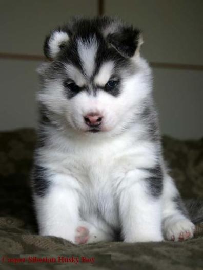 71672109_3-Blue-Eyes-Siberian-Husky-Puppies-Ready-Animals - huski