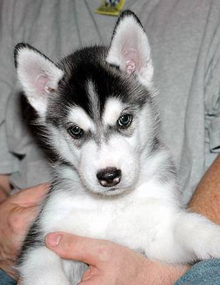 siberian-husky-7-weeks-old-2