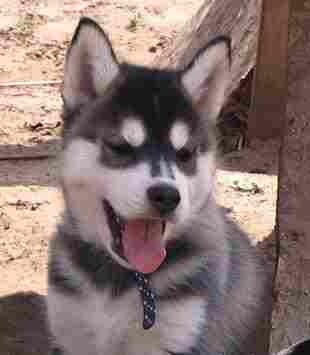 pic87509_caine_Husky - huski