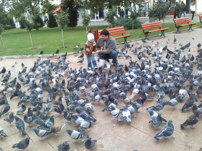 In centrul Targu-Jiu-lui - Cei mai frumosi porumbei