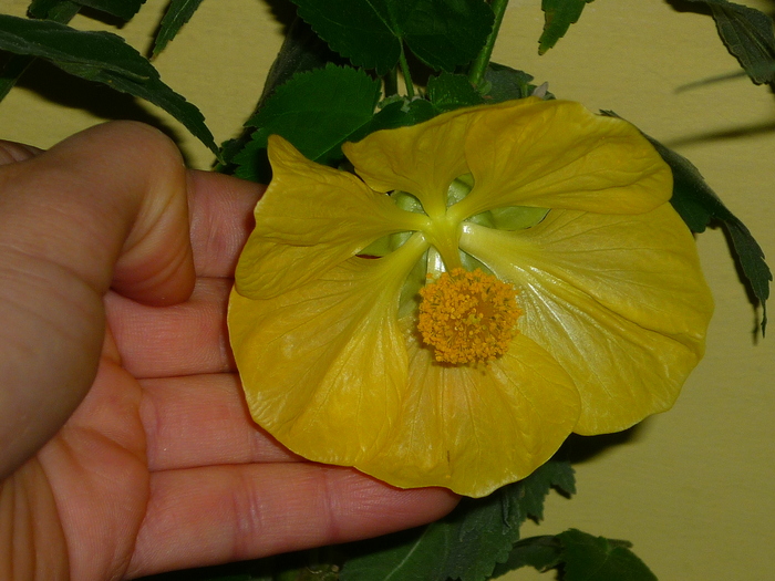 7 oct 2010