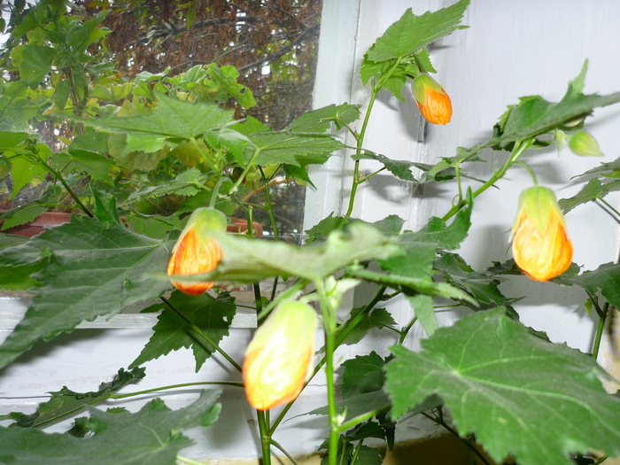 7 oct 2010