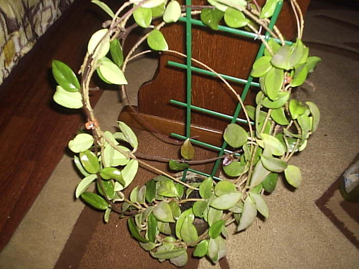 Hoya carnosa 09.10.2010 - Hoya carnosa