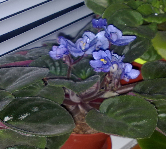 bleu