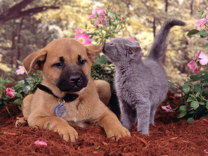 cat_dog_friends-normal