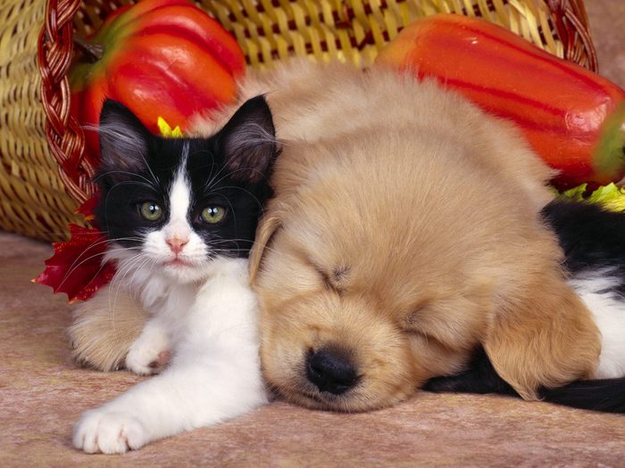 catelus_cu_pisica-normal - pasari si animale