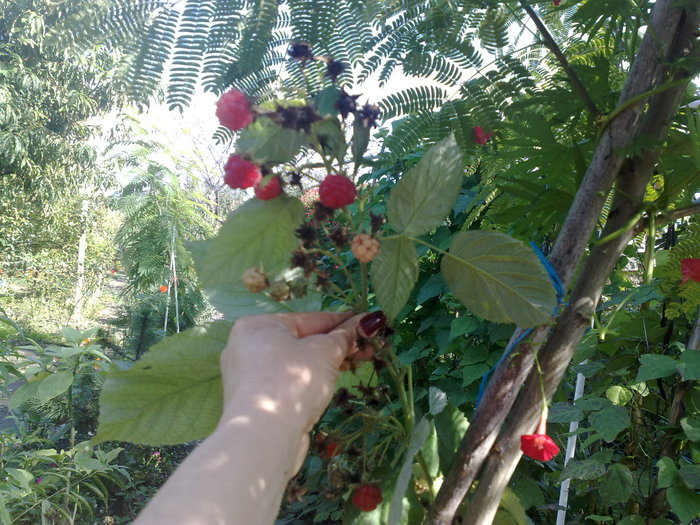 Zmeura remontanta_4 octombrie