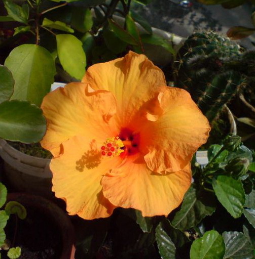 10 - hibiscus de care imi doresc