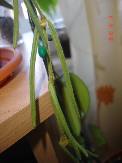 09.10.2010 - Hoya Linearis