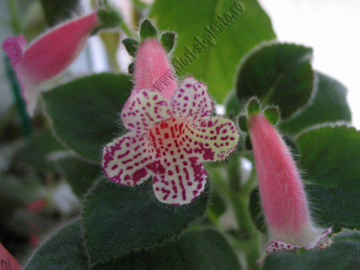 Kohleria Modroon 4