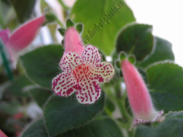 Kohleria Modroon 6