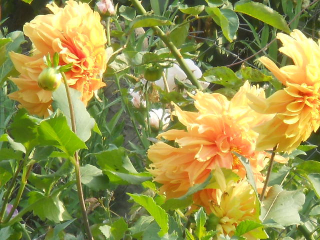 dalie - 7  flori toamna 2010