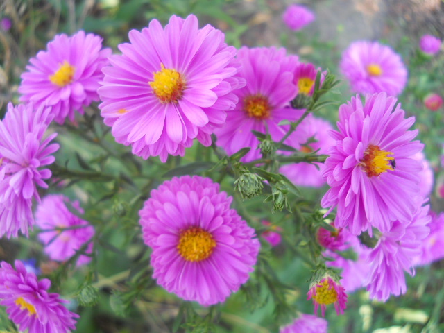 aster; aster
