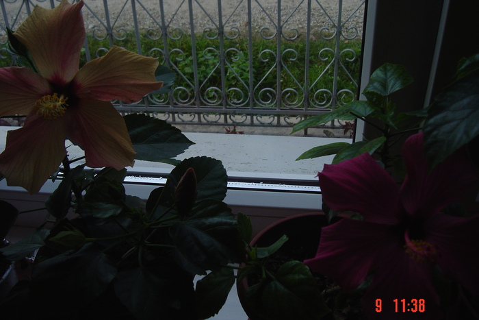 Picture 527 - 09-2012-HIBISCUS