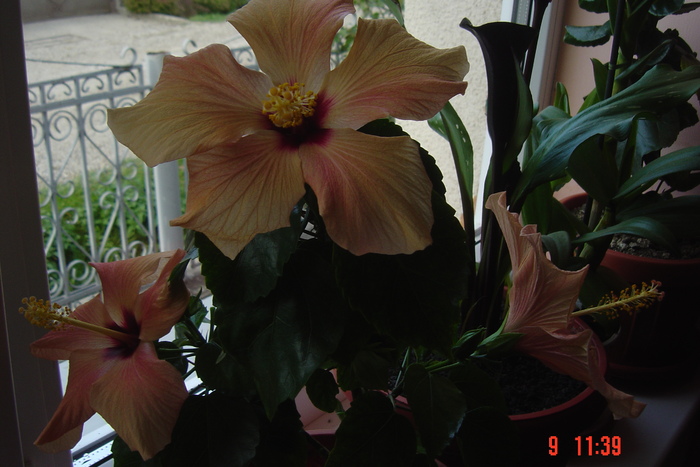 Picture 528 - 09-2012-HIBISCUS