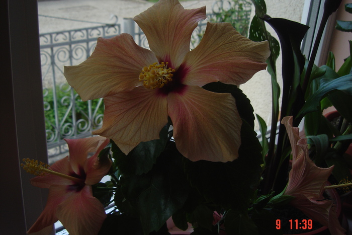 Picture 529 - 09-2012-HIBISCUS