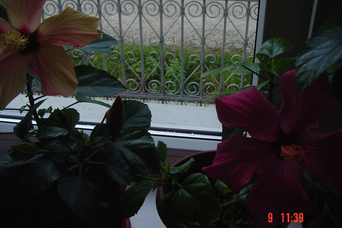 Picture 530 - 09-2012-HIBISCUS