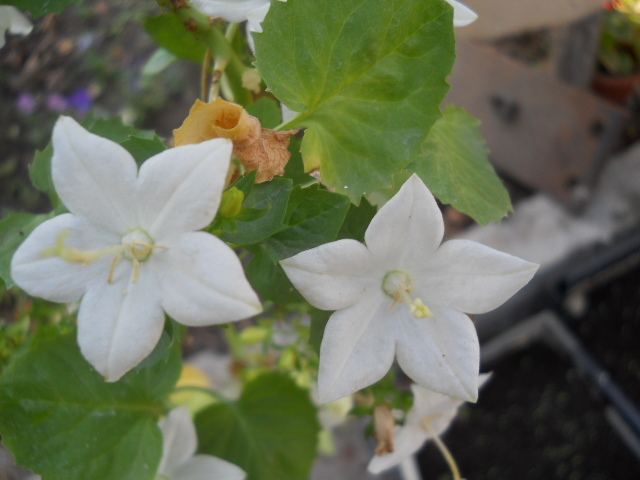 campanula - 7  flori toamna 2010