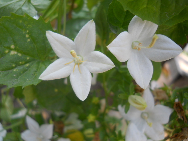 campanula