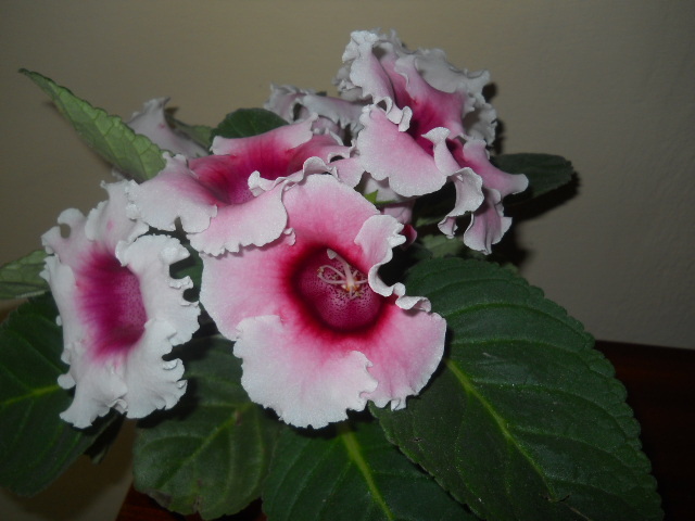 gloxinia - 7  flori toamna 2010