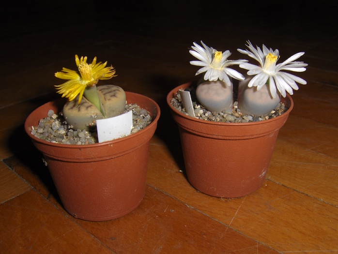 Lithops tandem 1 - zz-lithopsi si suculente