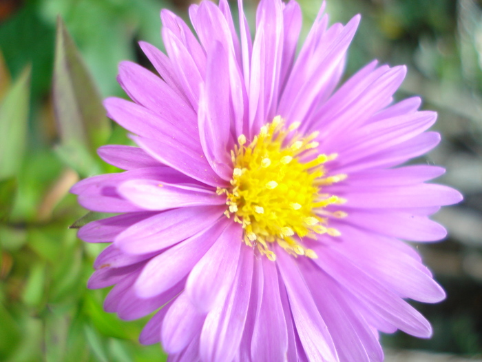 DSC09316 - Aster