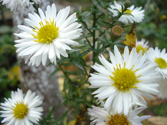 DSC09324 - Aster