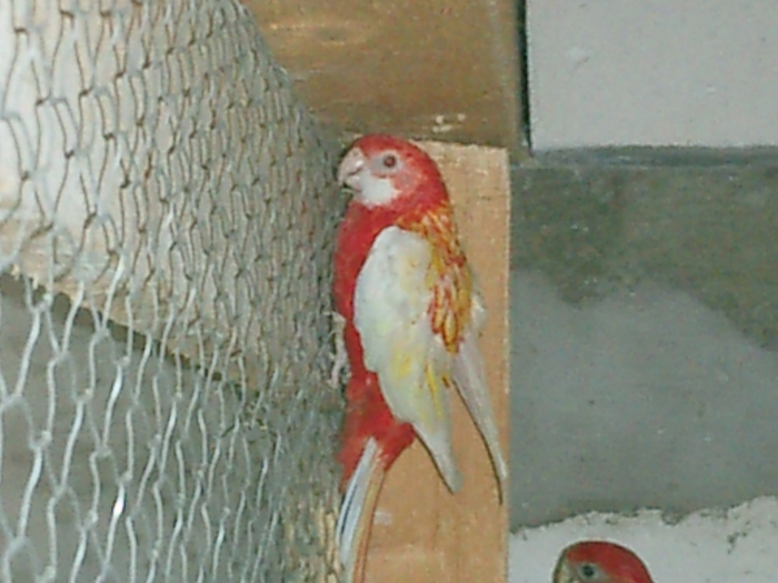 CIMG0188 - rosella rubino