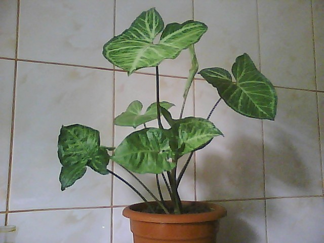 syngonium podophyllum-varf de lance - florile mele