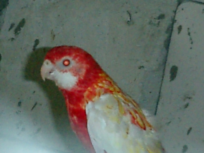 CIMG0195 - rosella rubino