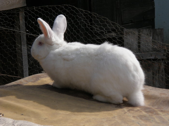 neozellandez alb - poze iepuri-arhiva