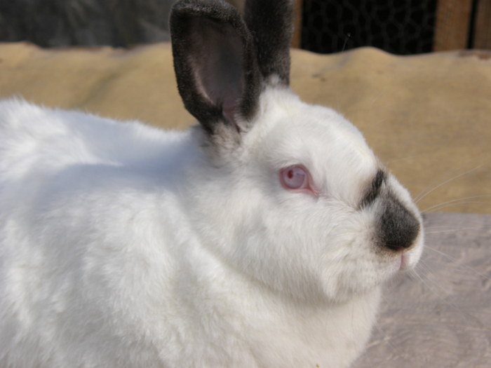 californian - poze iepuri-arhiva