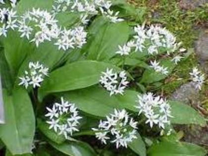 allium ursinum - Flora Vadu-Crisului