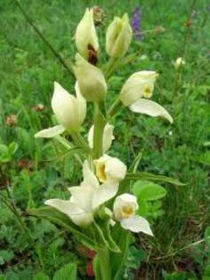 chepalantera damasonium - Flora Vadu-Crisului