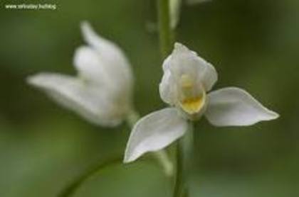 chepalantera damasonium 1 - Flora Vadu-Crisului