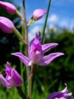 chepalantera rubra - Flora Vadu-Crisului