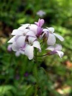 dentaria bulbifera