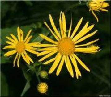 doronicum austriacum - Flora Vadu-Crisului
