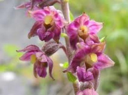 epipactis - Flora Vadu-Crisului