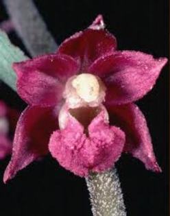 epipactis atropurpurea - Flora Vadu-Crisului