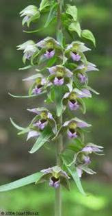 epipactis helleborine 1 - Flora Vadu-Crisului