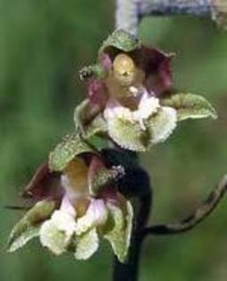 epipactis microphylla - Flora Vadu-Crisului