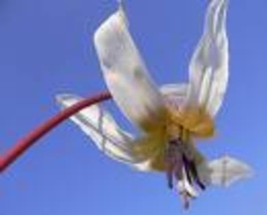 erytronium dens canis - Flora Vadu-Crisului
