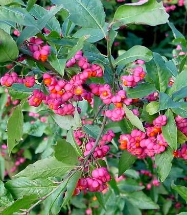 Euonymus-europaea - Flora Vadu-Crisului